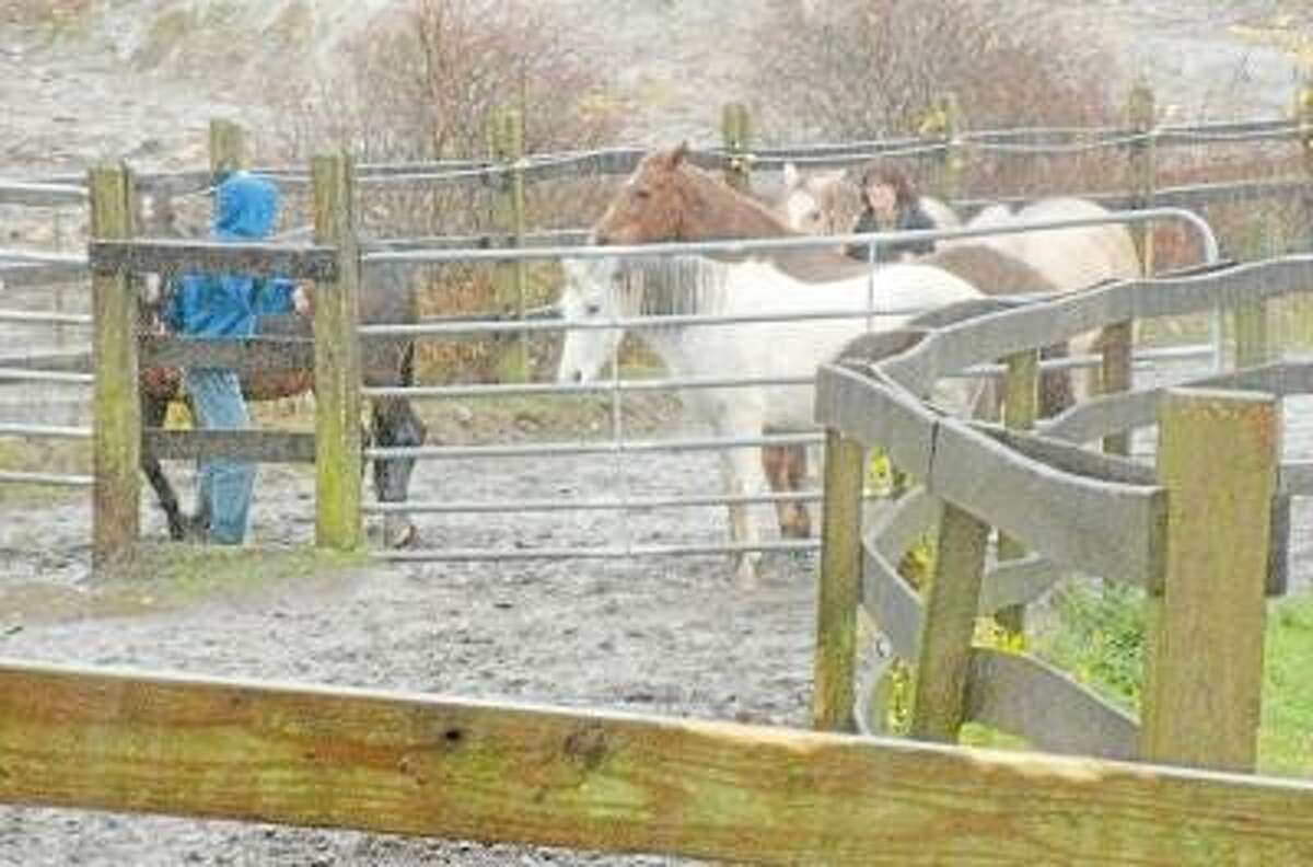 Litchfield riding stable's horses survive the storm