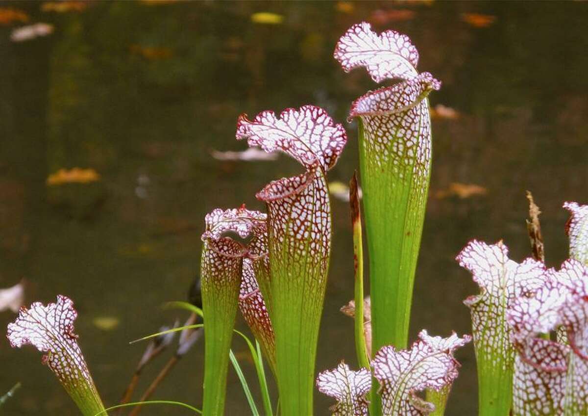 'Meateating' plants on display at Yale's Marsh Botanic Gardens open house