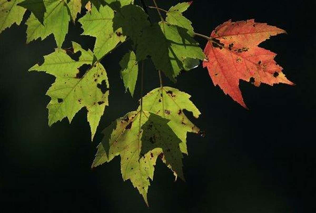 A single leaf has changed color on a red maple in Freeport, Maine, Friday, Sept. 30, 2011. As trees start showing autumn's golden, orange and red hues, nature lovers aren't the only ones taking note: Scientists are watching trees and making note of time that leave change and drop as they seek to determine climate change's impact. (AP Photo/Robert F. Bukaty)