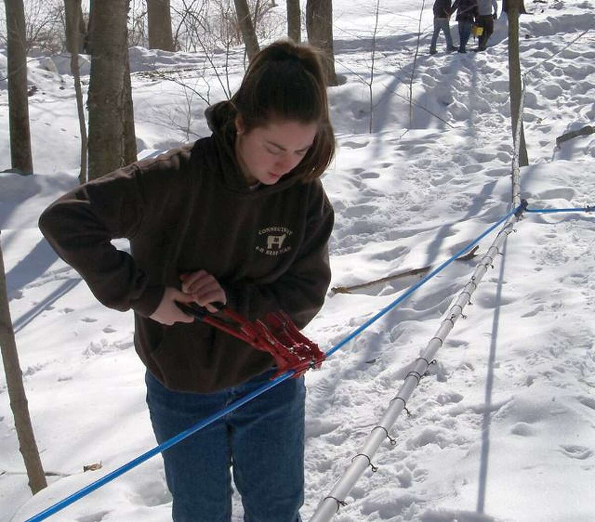 RICKY CAMPBELL/ Register CitizenSuzie Theriault, a junior at Wamogo Regional High School, works on the line after the trees are tapped for syrup right off Route 202. The school sells the syrup once it's all collected.