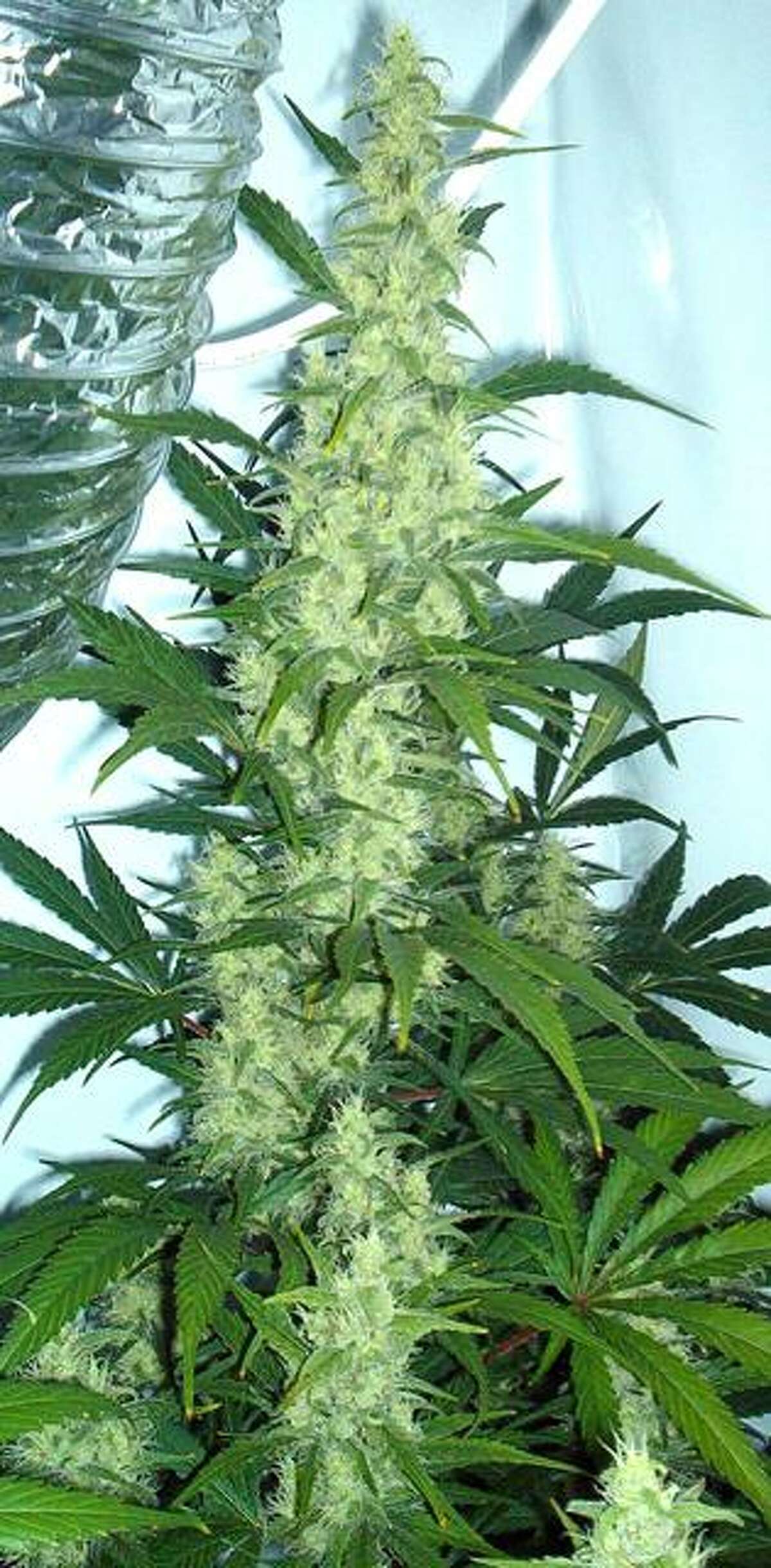 Wikipedia Commons/copyright free Mainbud of a "Northern lights" after 58 days of flowering. It is growing under 400W sodiumlamp.