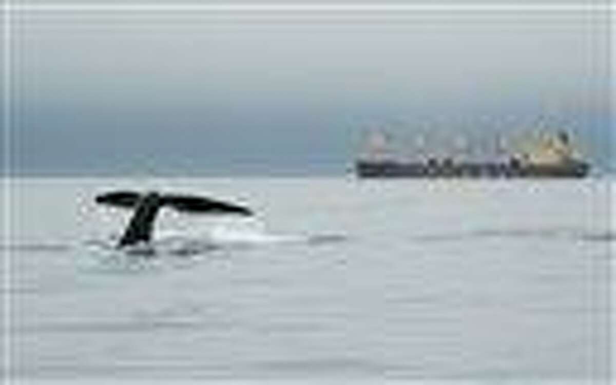 In this 2007 photo released by the New England Aquarium, a right whale dives near a ship in Canada's Bay of Fundy. A study published in London this week shows that reduced ship traffic in the Bay of Fundy after Sept. 11, 2001, resulted in a significant decrease in underwater noise and a corresponding reduction of stress hormones in right whales. Associated Press