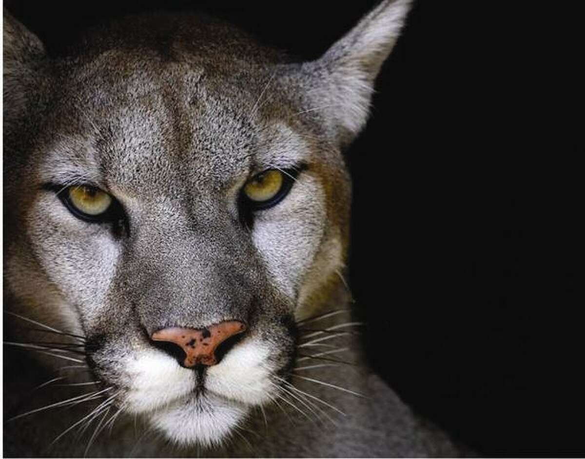 Mountain lions are the subject of an upcoming talk by lecturer and advocate Bill Betty. Photo courtesy of Bill Betty