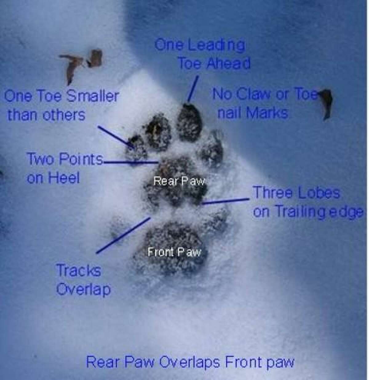 A mountain lion paw print diagram. Photo courtesy of Bill Betty