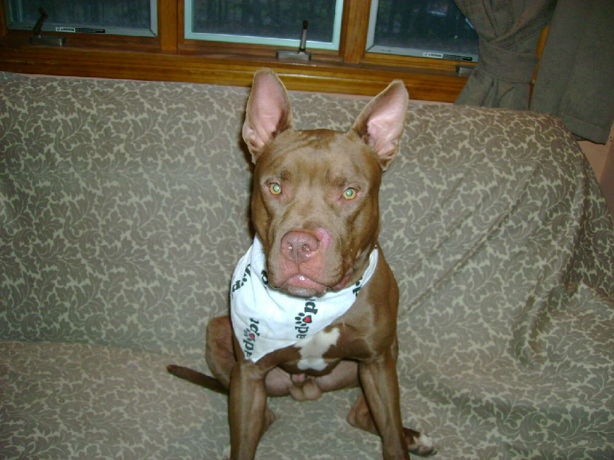 RYAN CASEY/Register Citizen Dobby the "CT dog-pound sweetheart" needs a home.