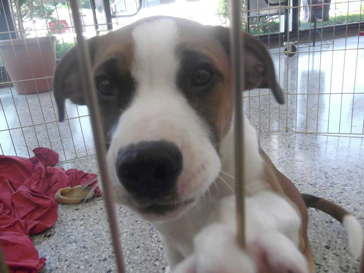 Little Guild of St. Francis holds pet adoption day at Lombard Ford in