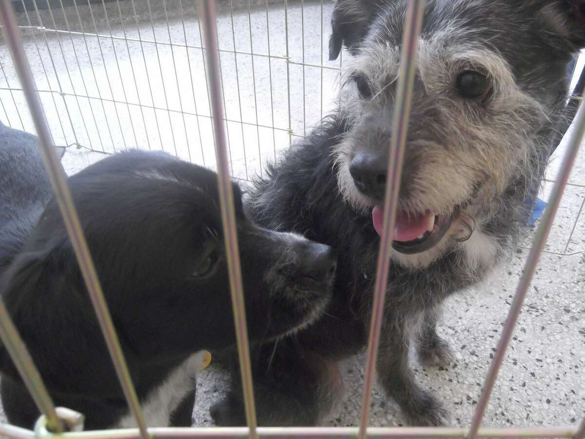 Little Guild of St. Francis holds pet adoption day at Lombard Ford in