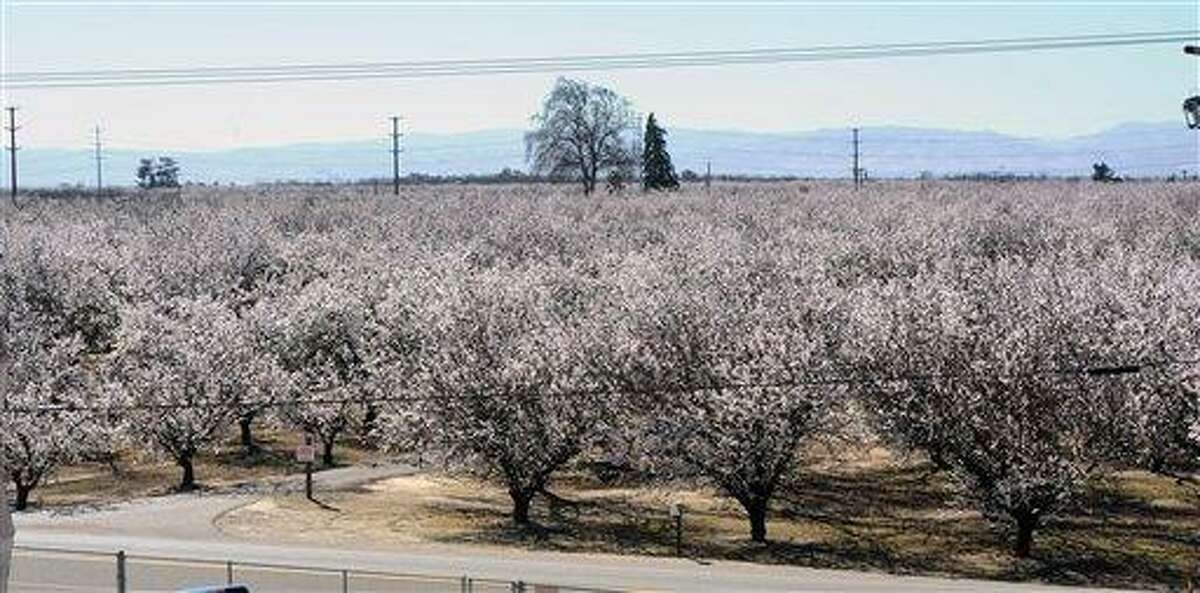 A blooming almond orchard stands Feb. 24 in Ceres, Calif. A mild and dry winter that gave insects a reprieve from certain death now threatens to make spring a tough season for many U.S. farmers. Associated Press
