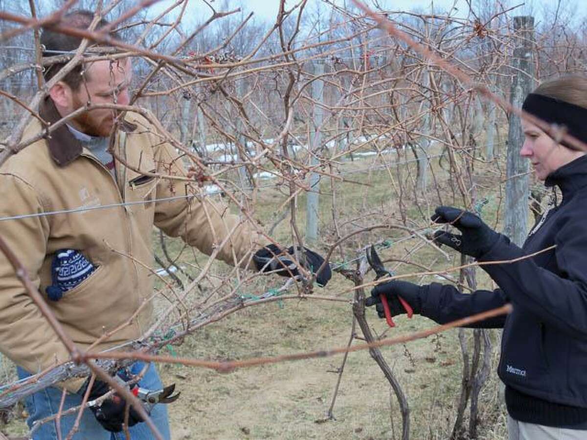 RICKY CAMPBELL/ Register CitizenConnecticut's oldest winery, the Haight-Brown Vineyard in Litchfield, has a new winemaker in Grayson Hartley. Along with manager Tina A. Torizzo, Hartley is seen working on the vines, preparing them for more grapes.