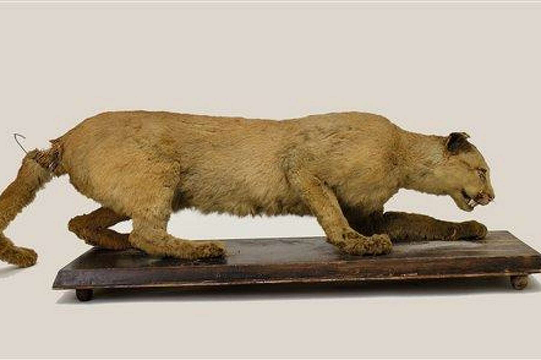 Robert Miller: Eastern cougars are extinct — or are they?