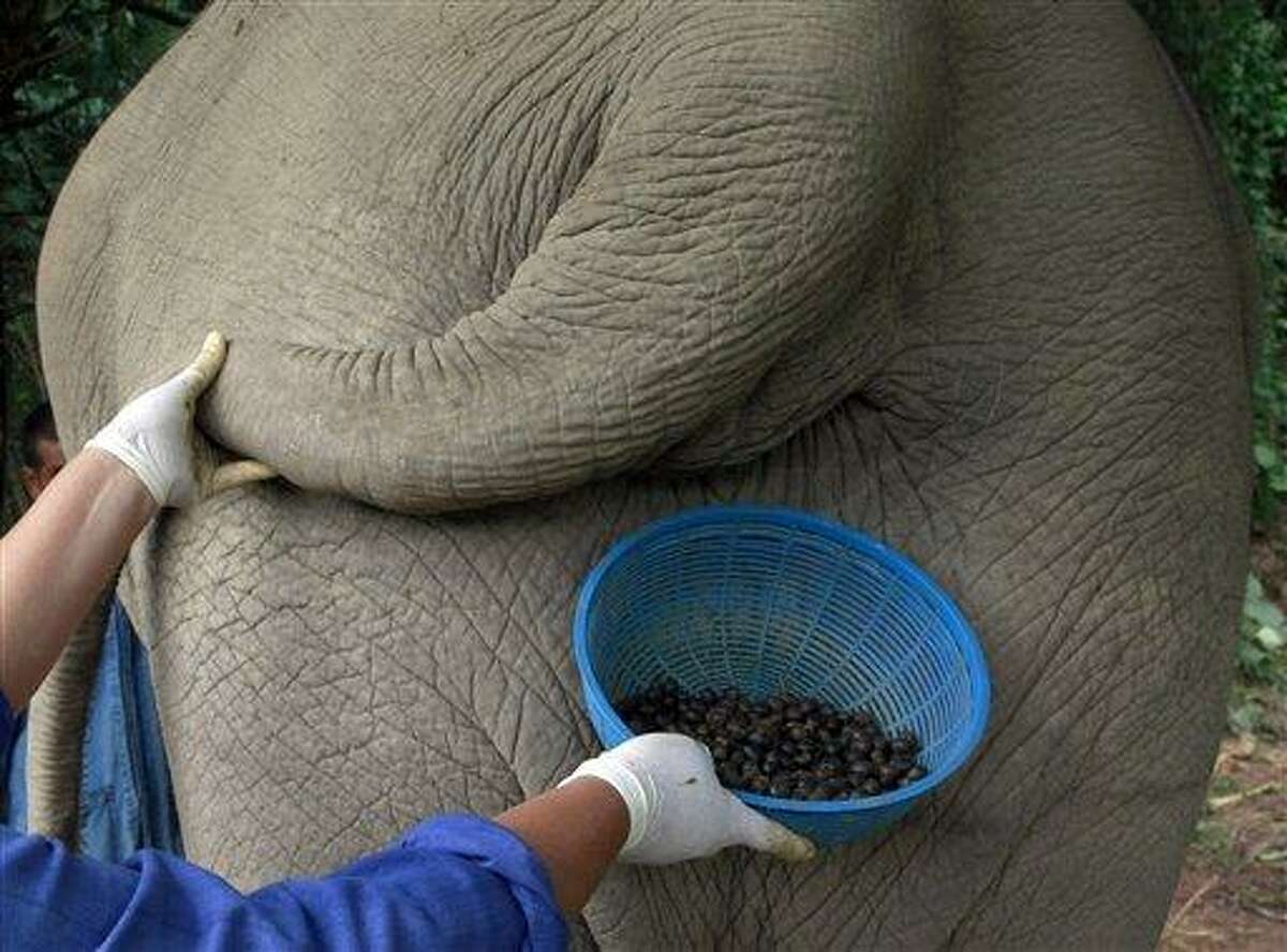 A Thai mahout's wife jokingly poses with a plastic basket containing coffee beans freshly cleaned from elephant dung below the tail of an elephant in Chiang Rai province, northern Thailand. AP Photo/Apichart Weerawong