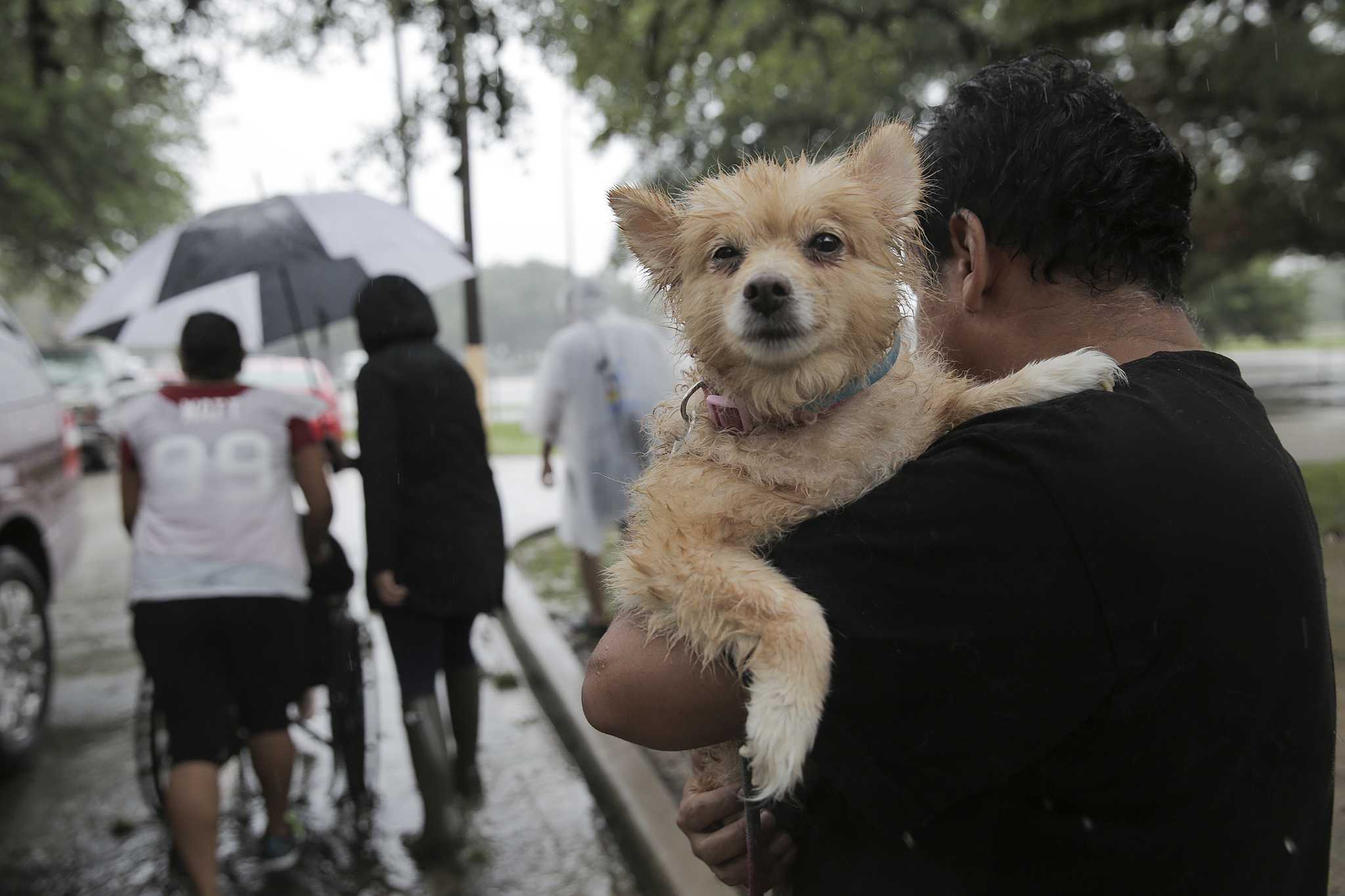 Photo of 'angry' cat in Harvey floodwaters sparks memes, controversy