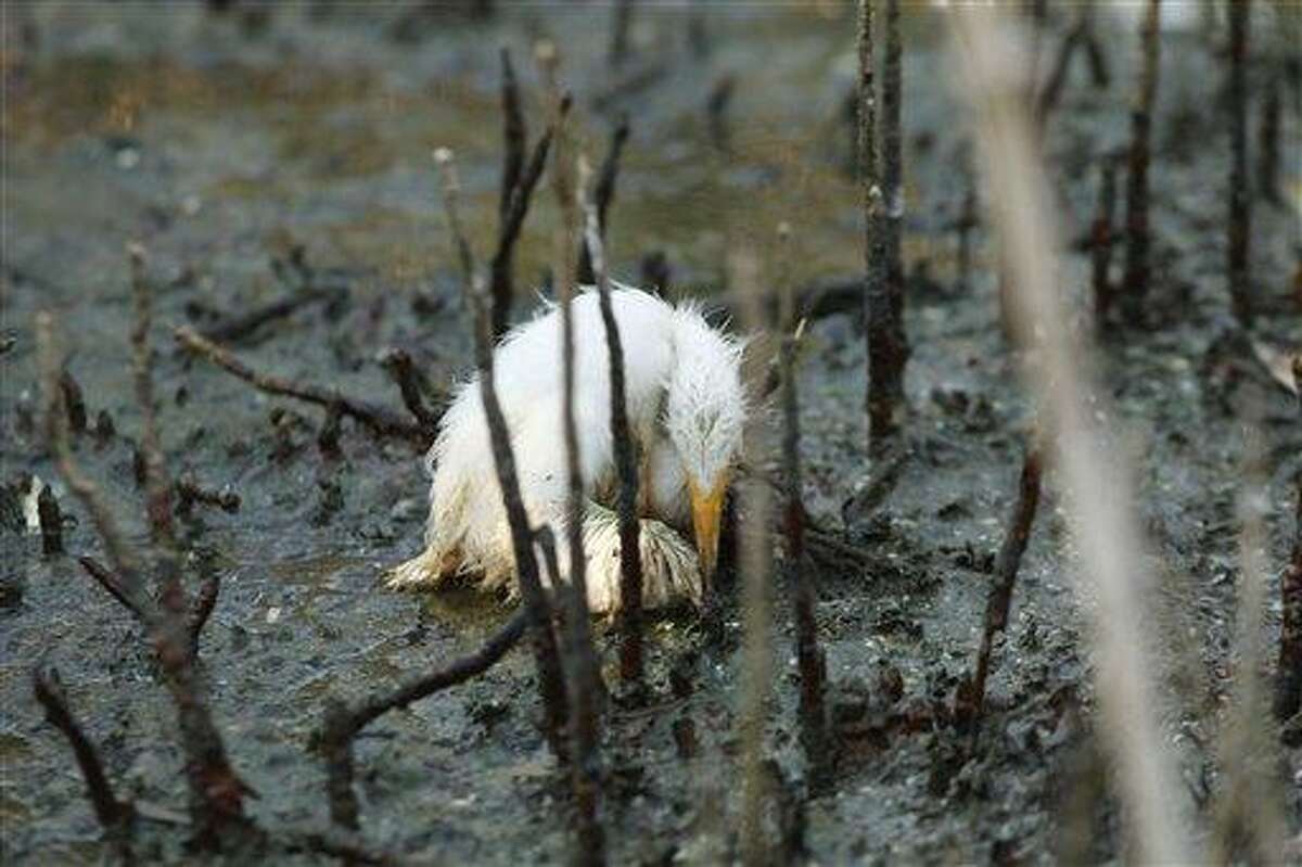 A young heron sits dying amidst oil splattering underneath mangrove on an island impacted by oil from the Deepwater Horizon oil spill in Barataria Bay, just inside the the coast of Lousiana, Sunday, May 23, 2010. The is home to hundreds of herons, brown pelicans, terns, gulls and roseate spoonbills. (AP Photo/Gerald Herbert)