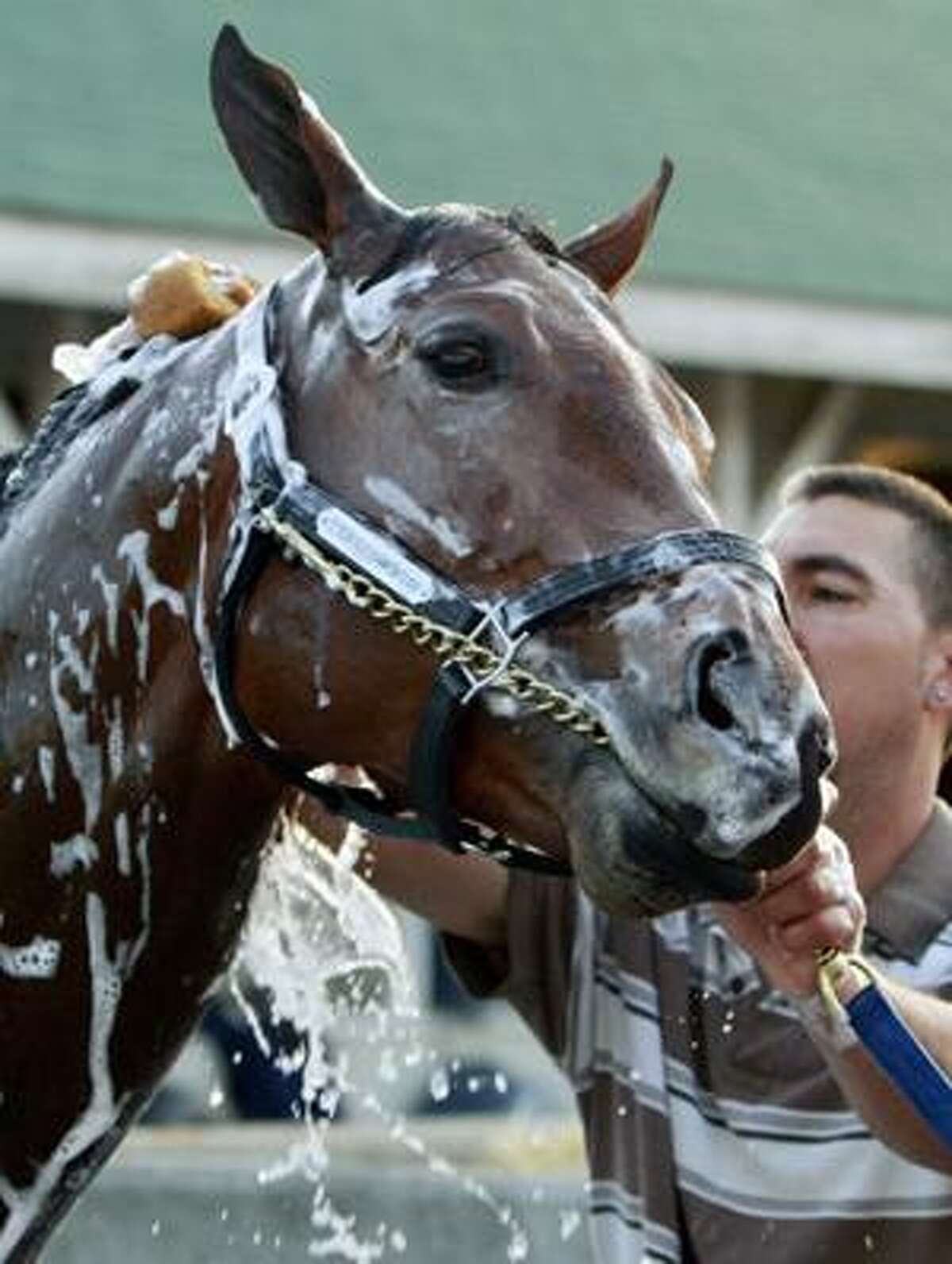 Lookin at Lucky get a bath from groom Martin Componsano after a morning workout at Churchill Downs Friday, April 30, 2010, in Louisville, Ky. (AP Photo/Garry Jones)