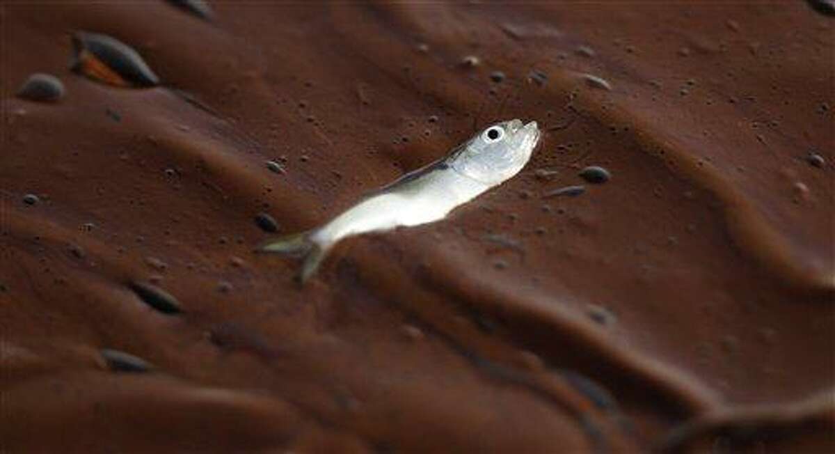 A small dead fish floats on a pool of oil at Bay Long off the coast of Louisiana Sunday, June 6, 2010. Oil from the Deepwater Horizon spill continued to move inland along several gulf states. (AP Photo/Charlie Riedel)