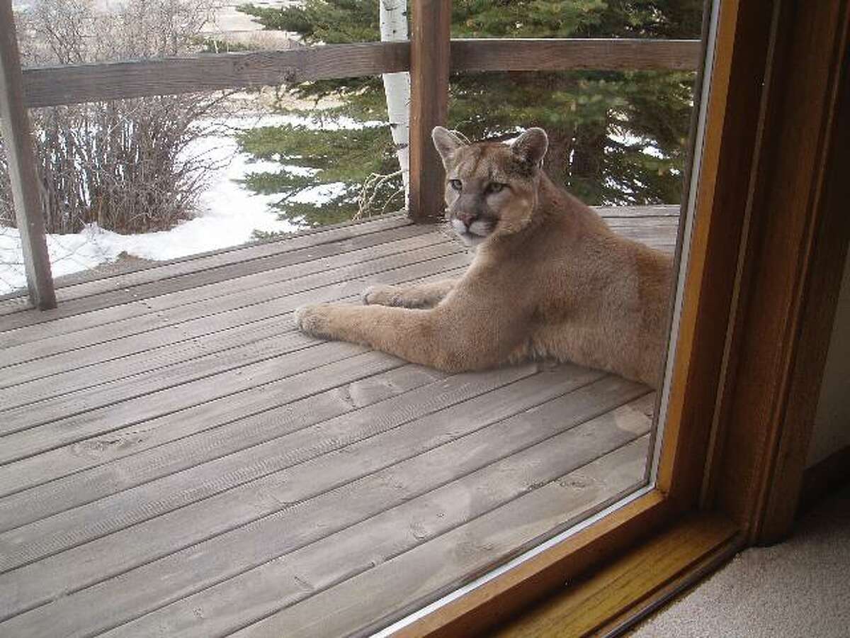 Are there mountain lions in Connecticut? Some Sharon residents think so