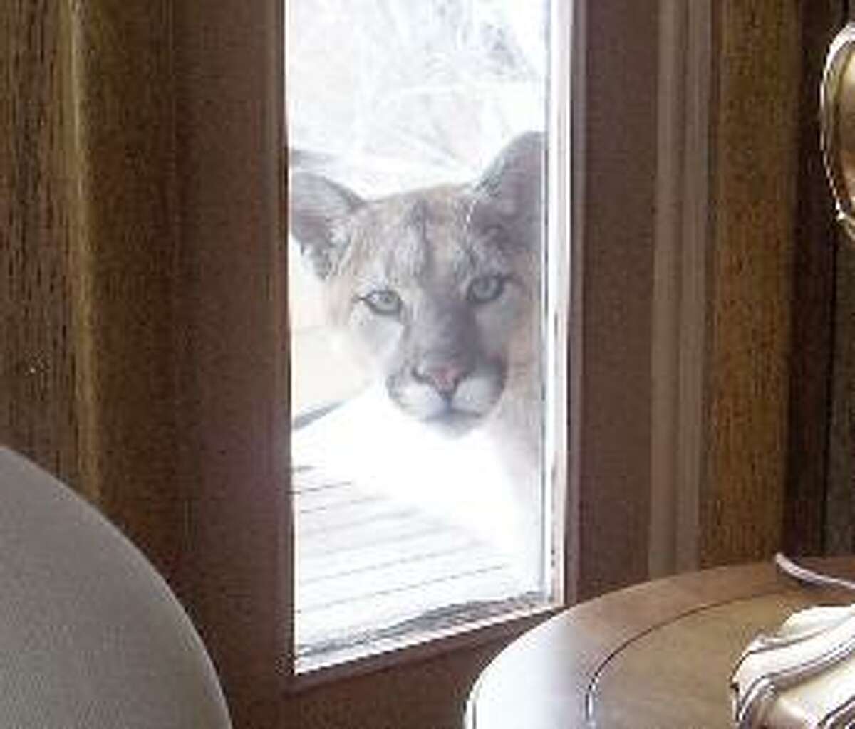 Are there mountain lions in Connecticut? Some Sharon residents think so