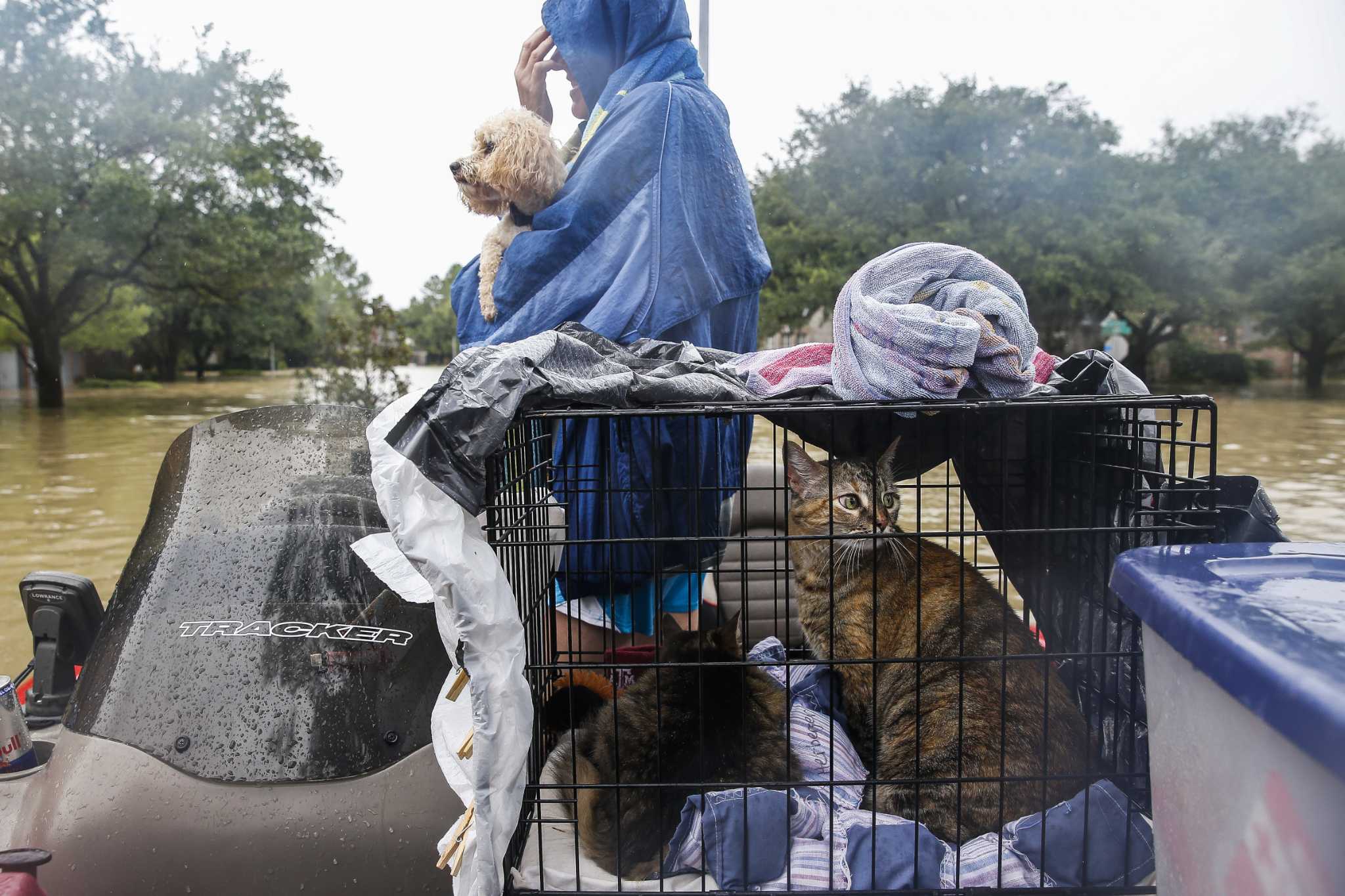 Photo of 'angry' cat in Harvey floodwaters sparks memes, controversy