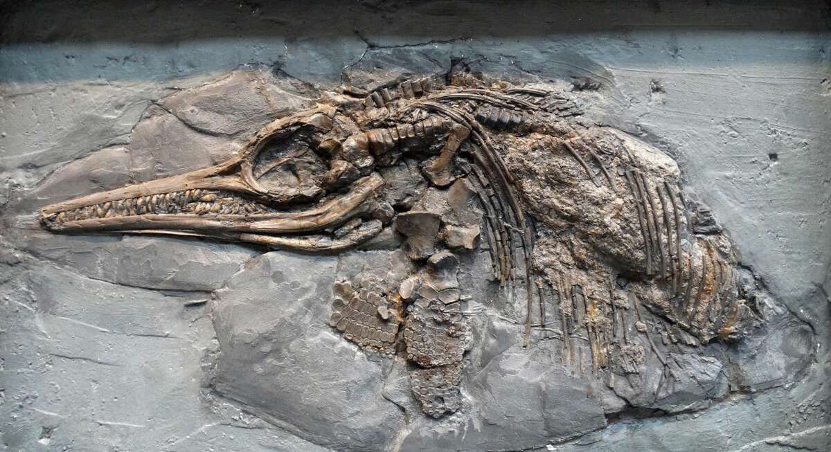 Largestever 'sea dragon' fossil sat undiscovered in museum for 20 years