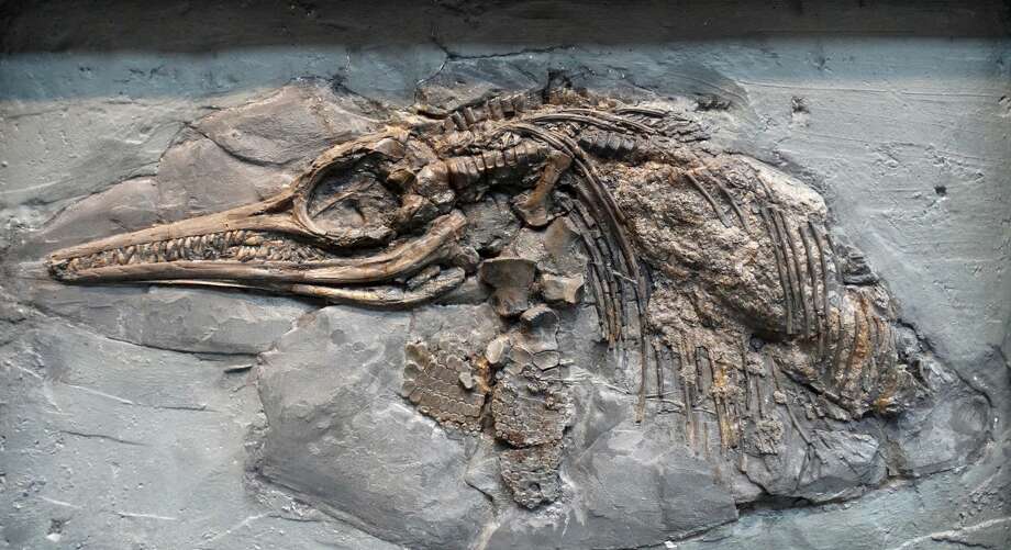 dragon dinosaur fossil