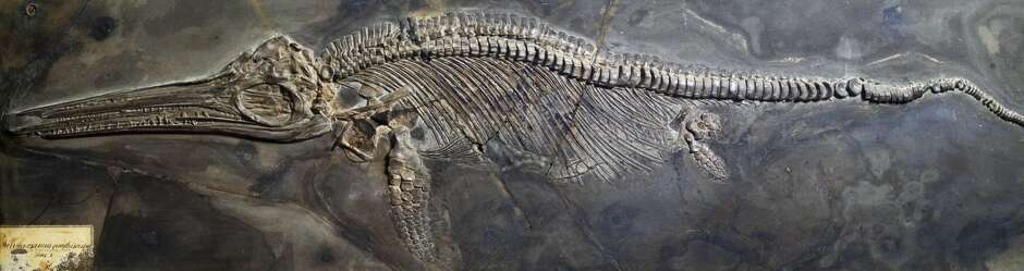 Largest-ever 'sea dragon' fossil sat undiscovered in museum for 20 ...