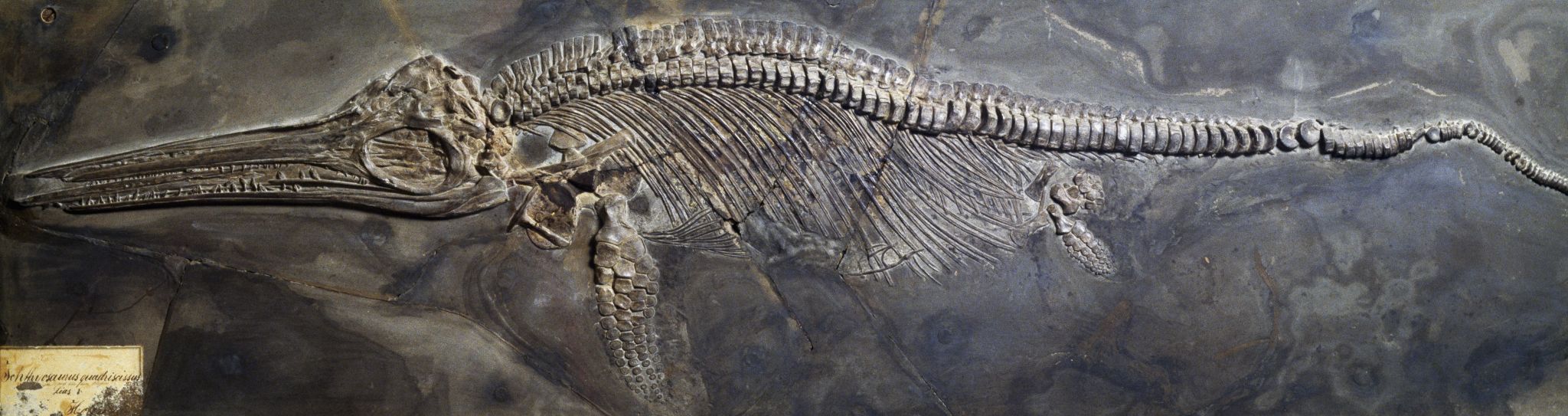 Largest-ever 'sea dragon' fossil sat undiscovered in museum for 20 years