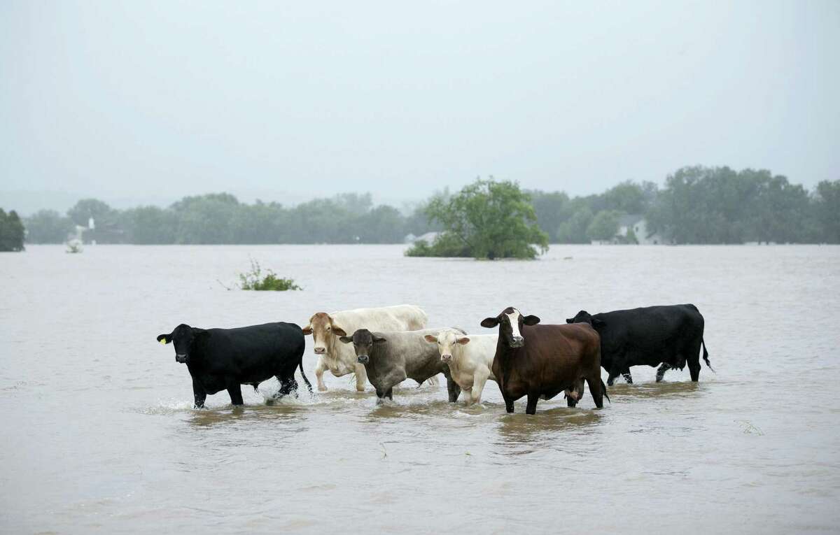 These cattle were spotted Monday stranded in a flooded pasture on Highway 71 in La Grange. Many farmers and ranchers have been unable to get out to find livestock stranded due to Hurricane Harvey.
