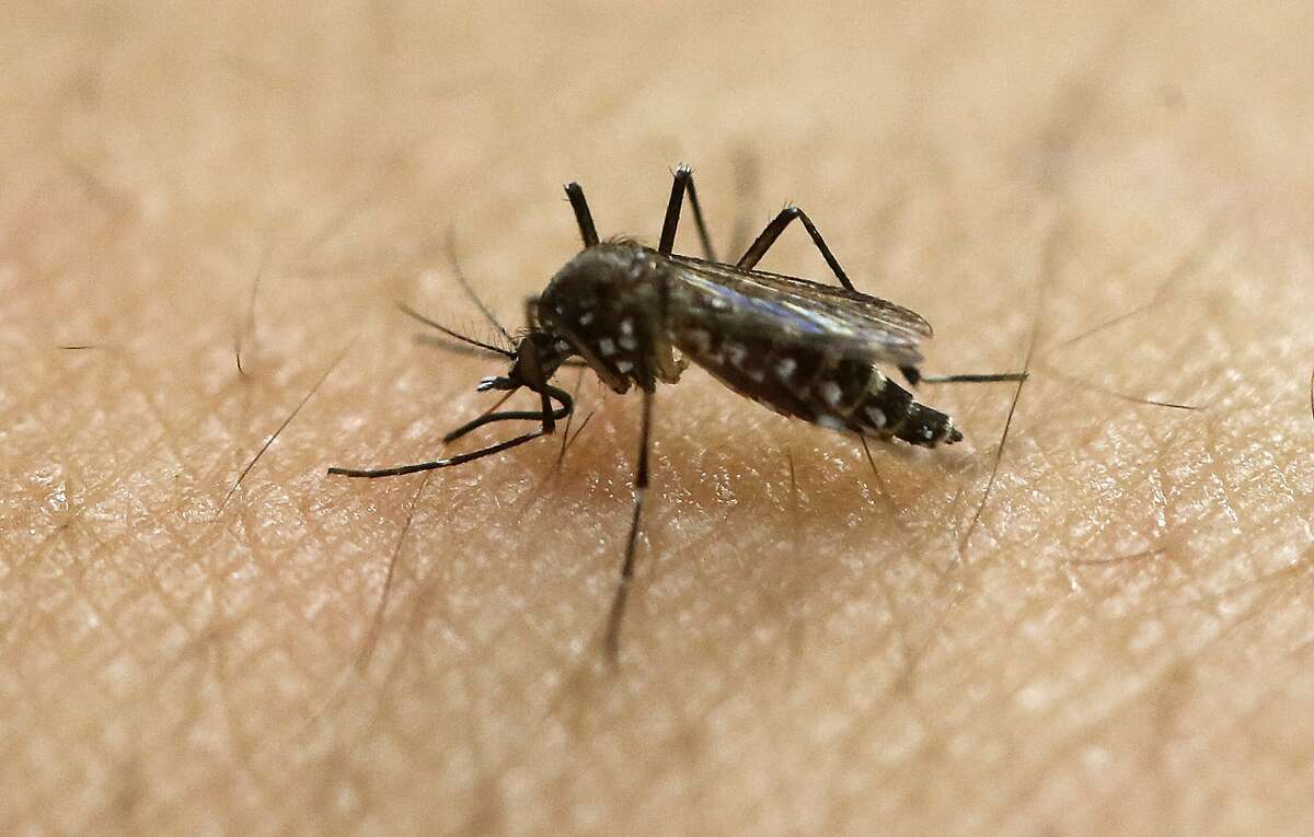 In this Jan. 18, 2016, file photo, a female Aedes aegypti mosquito, known to be a carrier of the Zika virus, acquires a blood meal on the arm of a researcher at the Biomedical Sciences Institute of Sao Paulo University in Sao Paulo, Brazil. Zika, a mosquito-transmitted virus that leads to severe birth defects, may help treat a common form of brain cancer, according to a study published Tuesday in the Journal of Experimental Medicine.