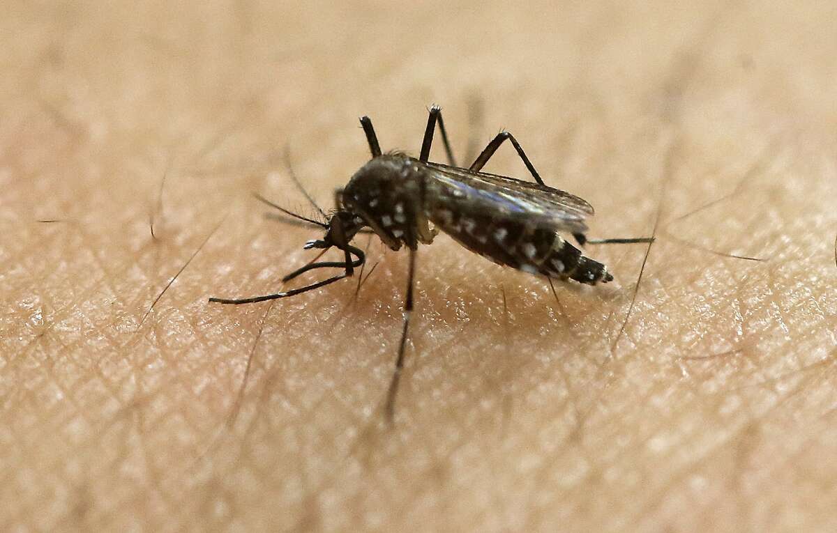 Aggressive mosquito species thriving in Las Vegas