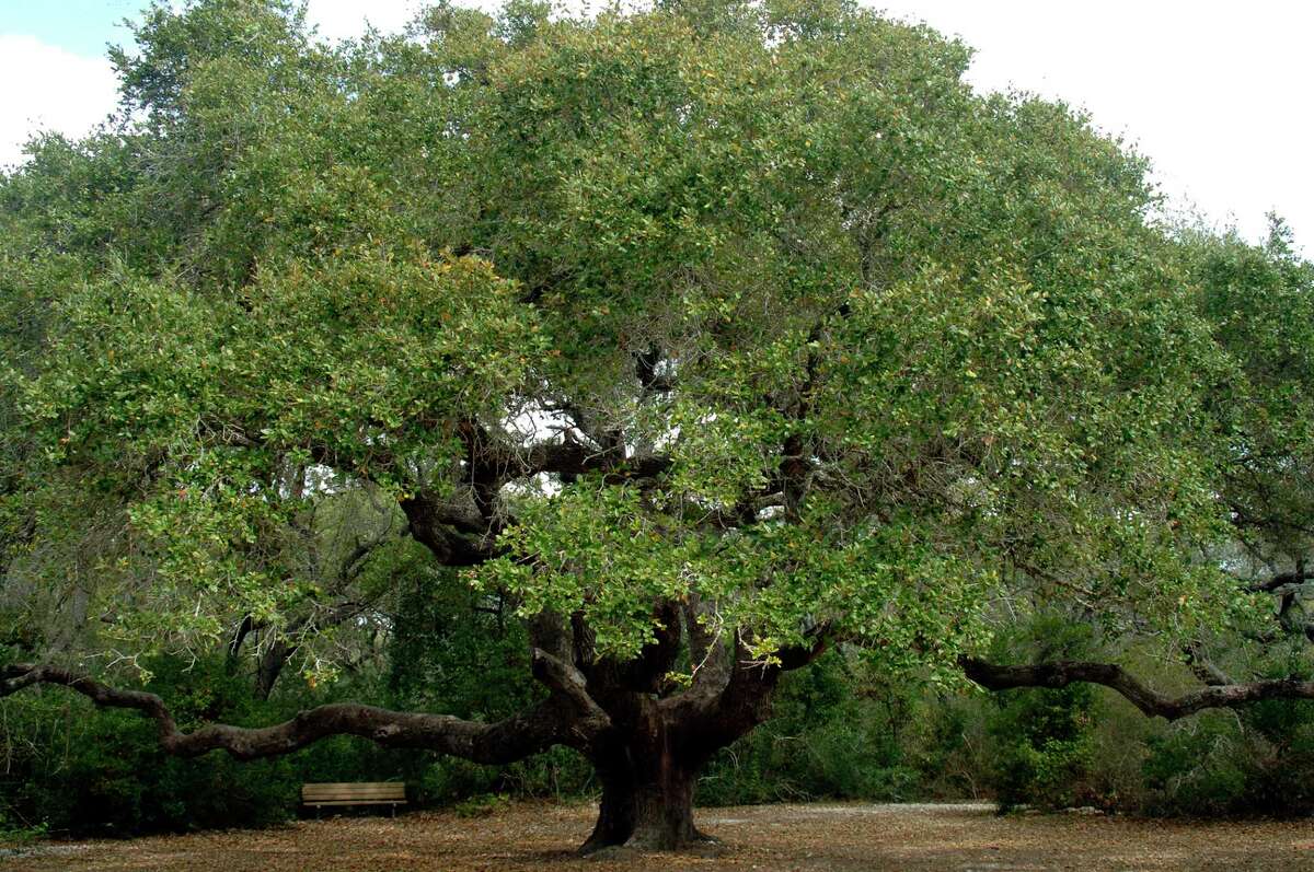 The Big Tree is shown before taking a hit from Hurricane Harvey, left, and then afterward when the coastal live oak at Goose Island State Park suffered some damage but survived. Many trees at the park near Rockport weren't as fortunate.