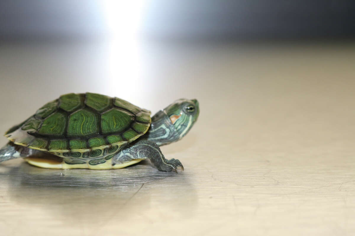 Three in Connecticut sickened by turtles