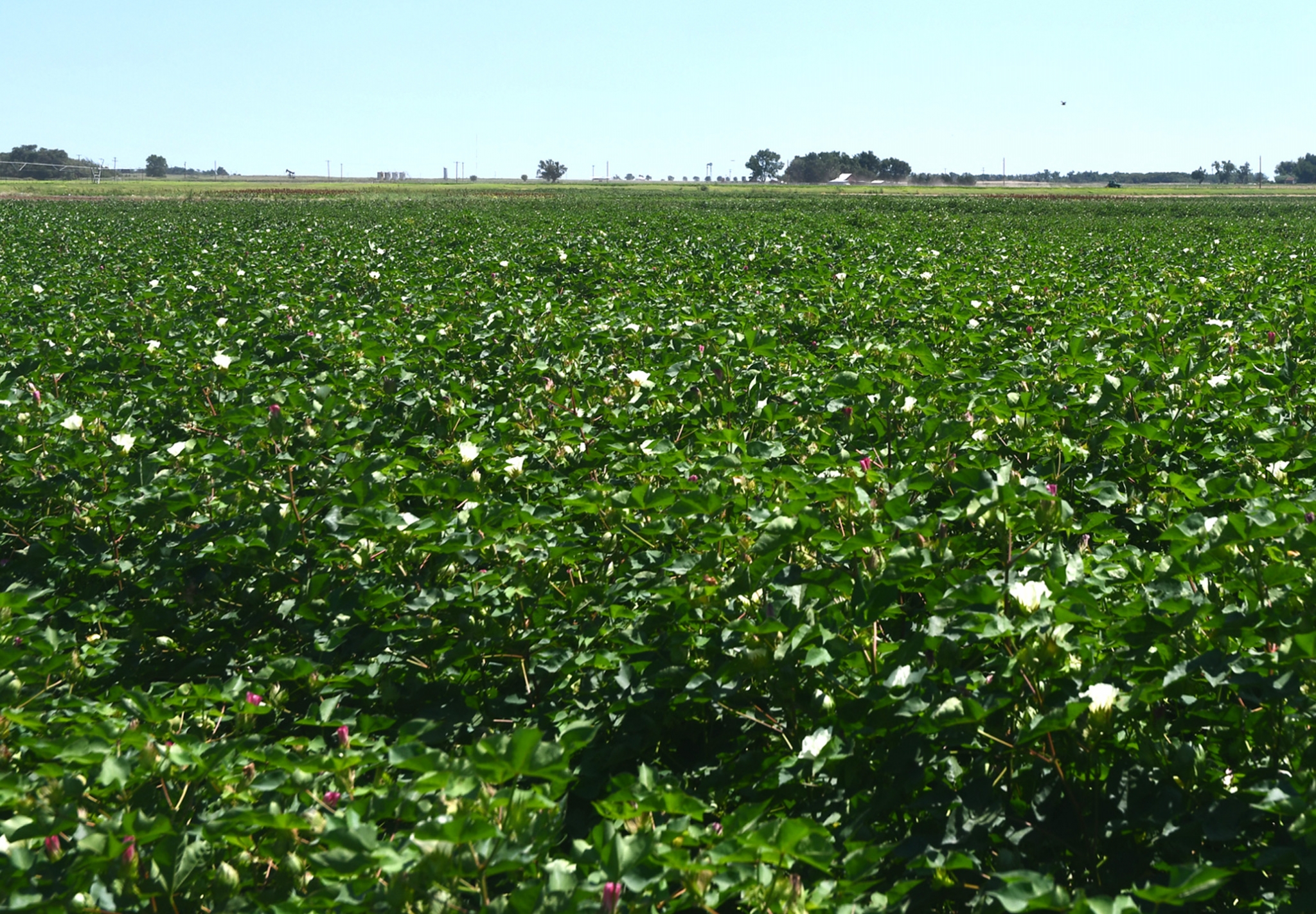 Expert Wait until cotton flowering stage to irrigate Plainview Daily