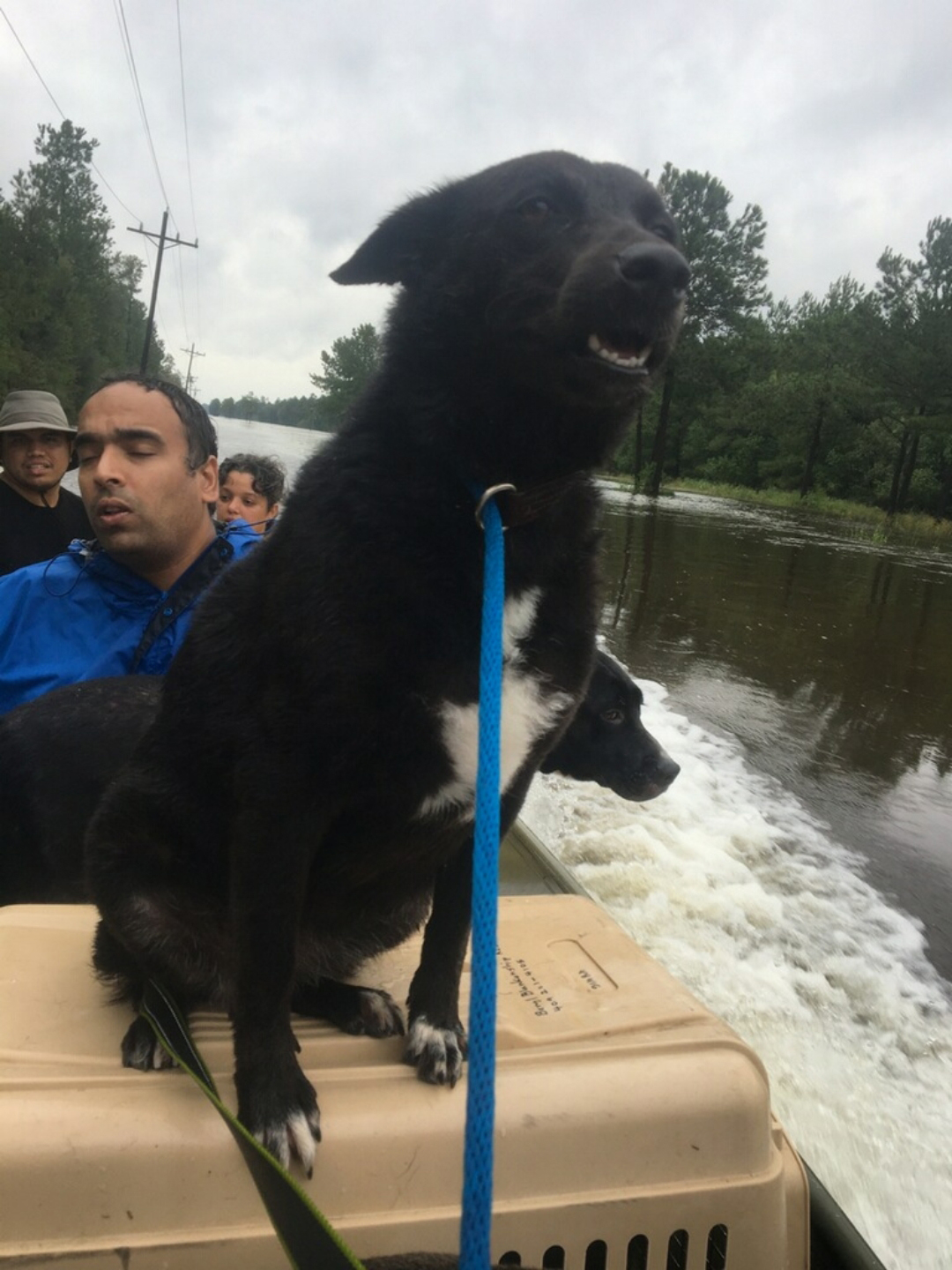 More than 30 dogs saved from drowning in Beaumont community