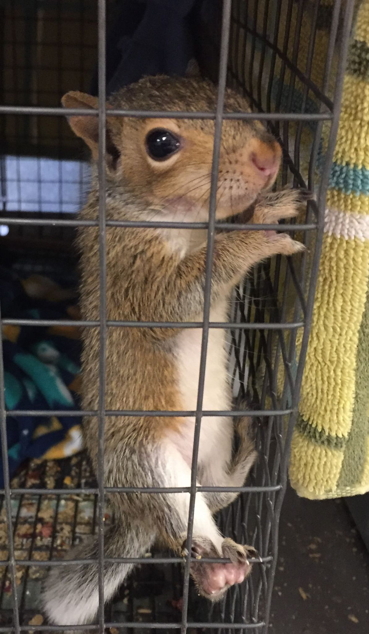 Nearly 100 baby squirrels injured after falling from trees this week