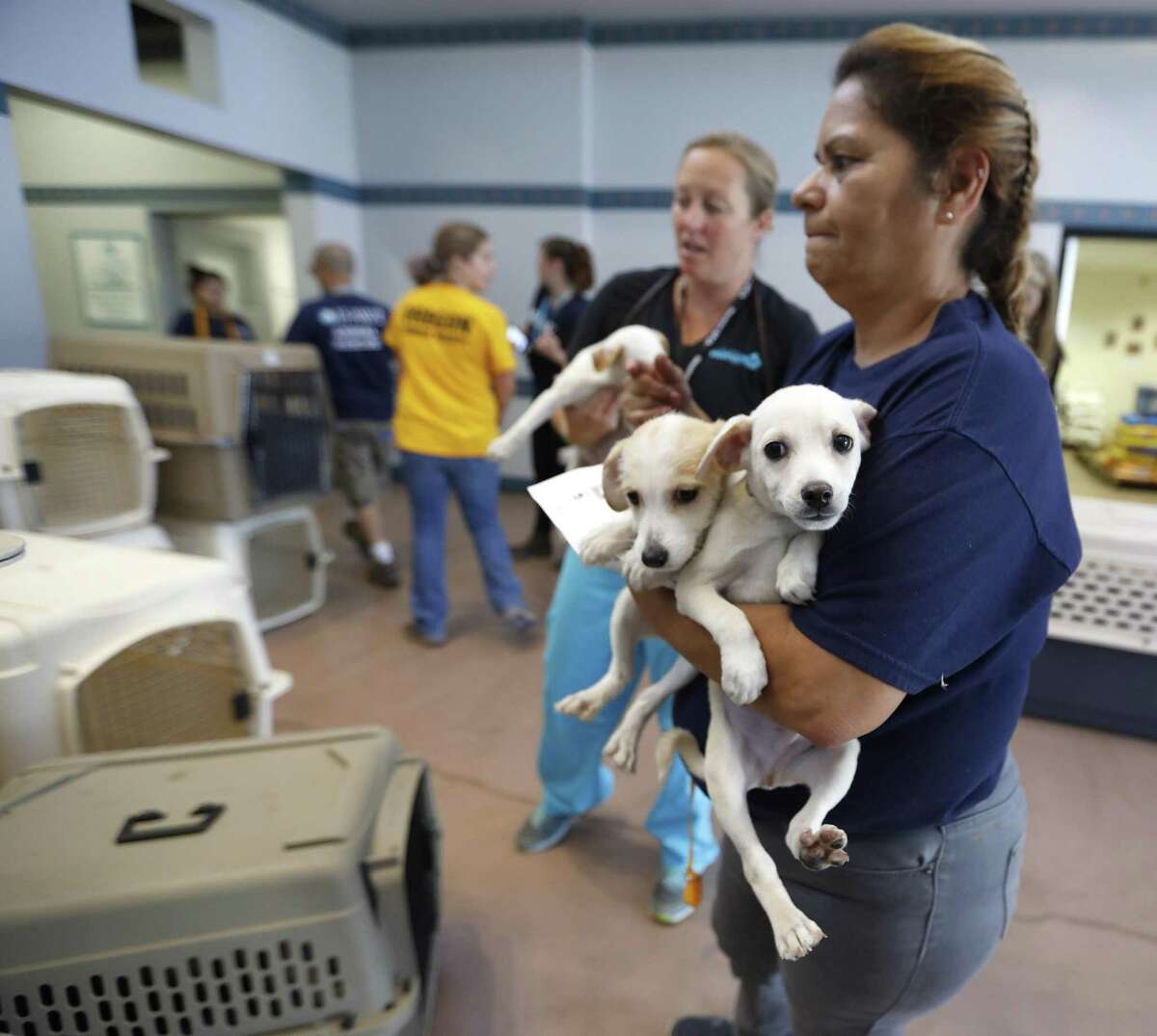 How to help the pet victims of Hurricane Harvey