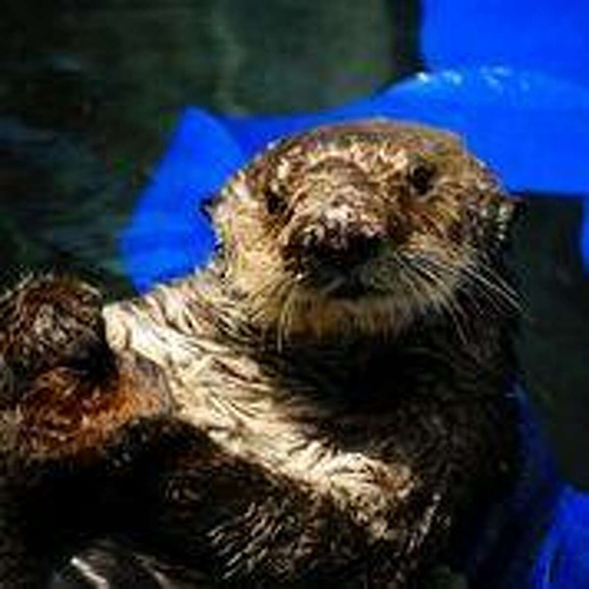 Eight-year-old southern sea otter Otto rests in a pool at The Marine Mammal Center in Sausalito. The male otter, rescued in Morro Bay, is being treated for domoic acid toxicosis.