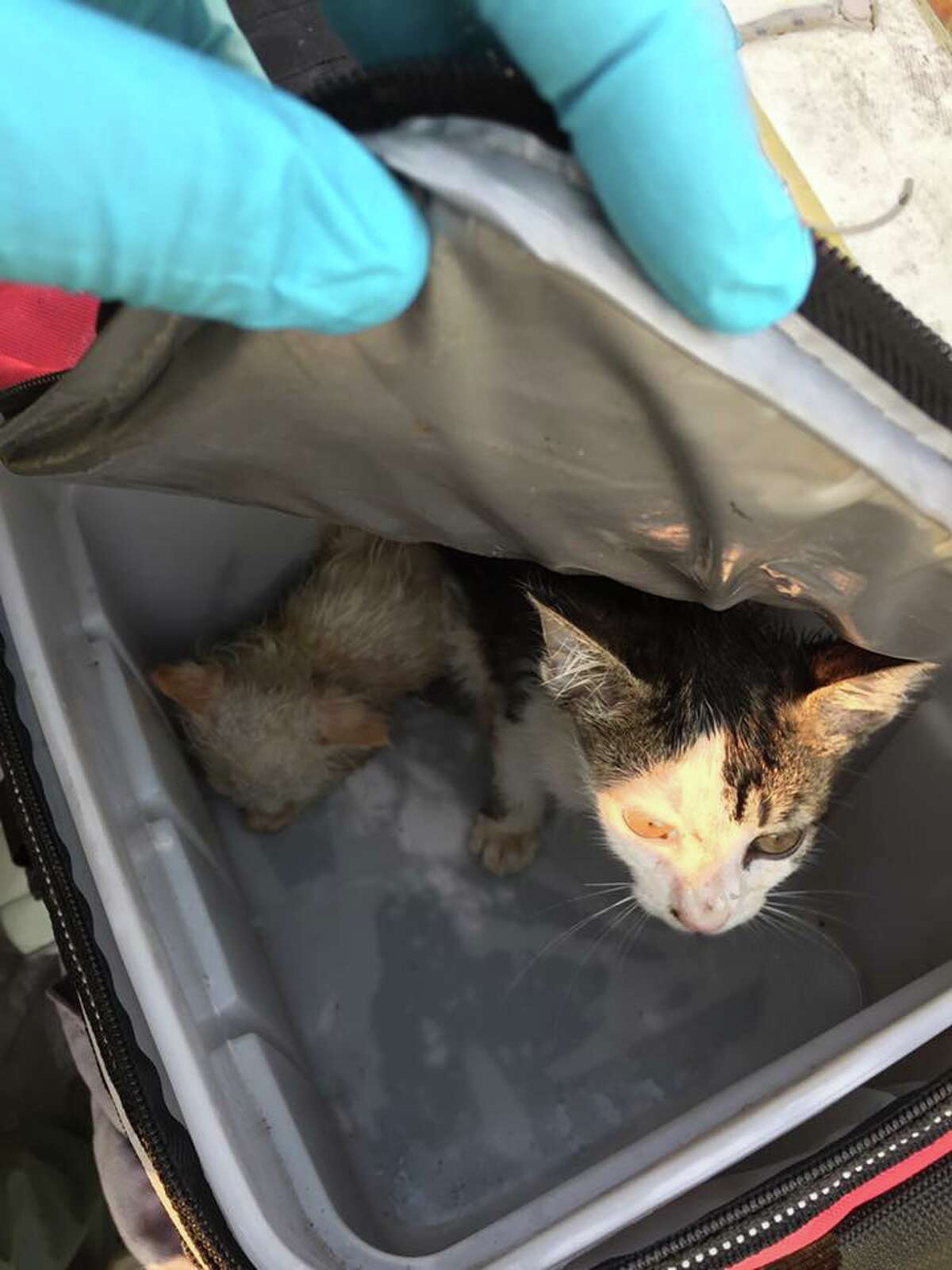 Kittens were left for dead on a boat in San Rafael, according to the Sheriff's Office.