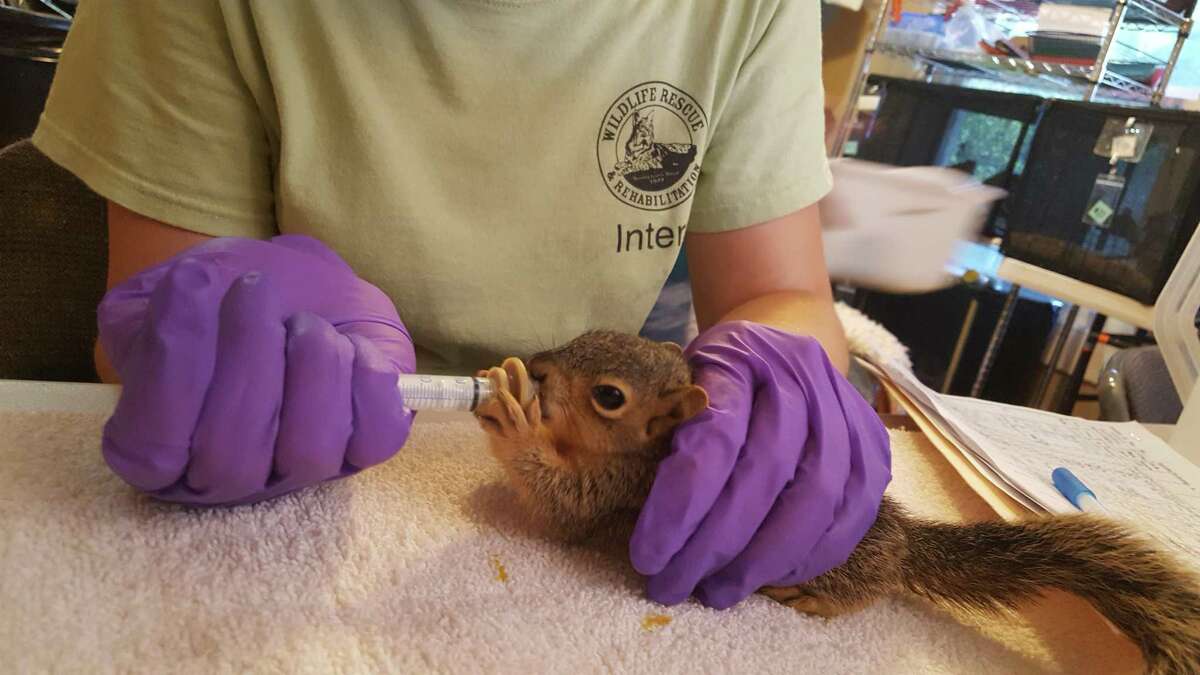 Rescue groups help injured wildlife along Texas Gulf Coast