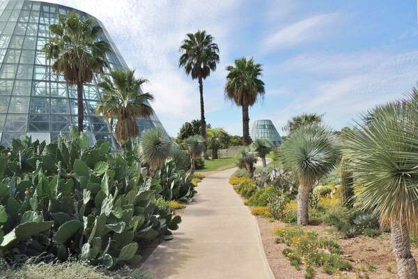 Idea For San Antonio Botanical Garden Planted Decades Before 1980