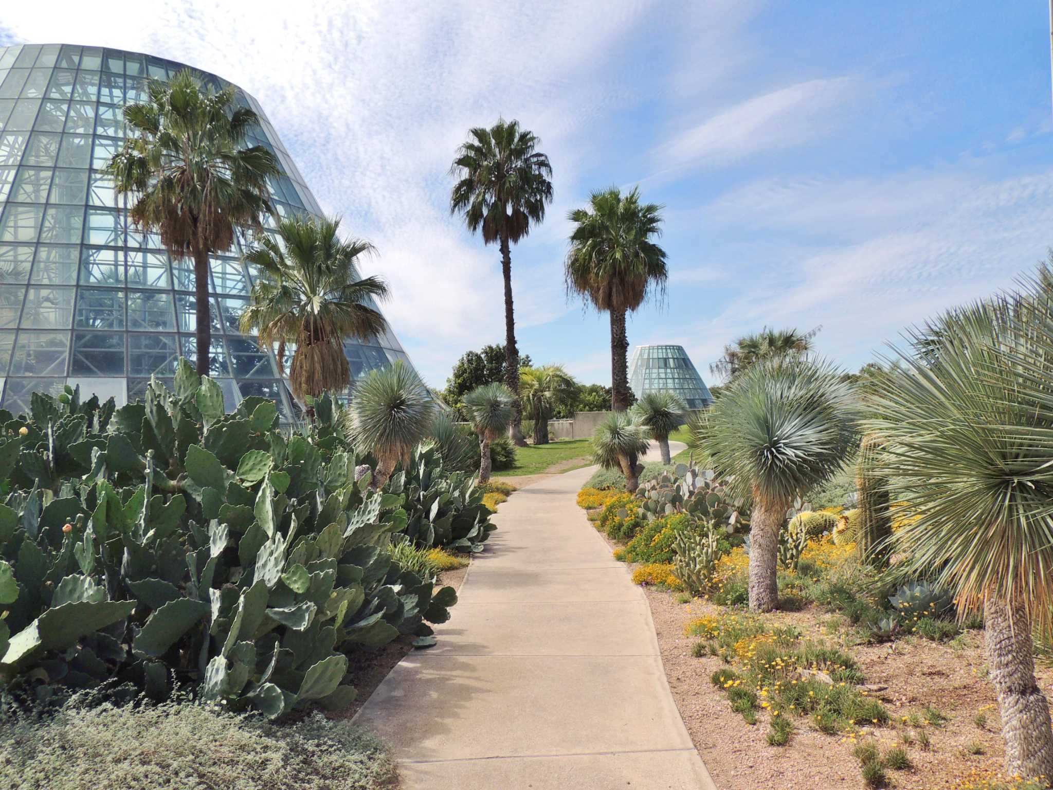 Idea for San Antonio Botanical Garden planted decades before 1980