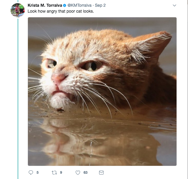 Photo of 'angry' cat in Harvey floodwaters sparks memes, controversy