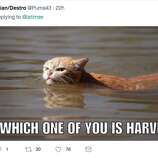 Photo of 'angry' cat in Harvey floodwaters sparks memes, controversy ...