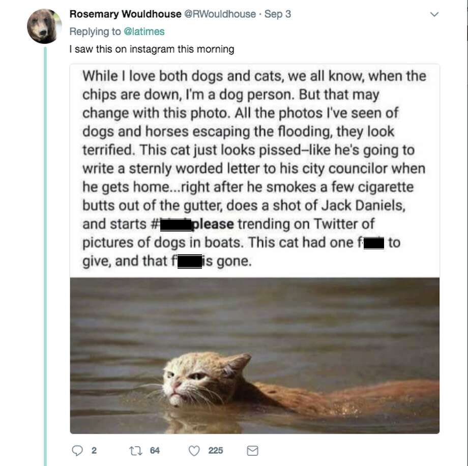 Photo of 'angry' cat in Harvey floodwaters sparks memes, controversy