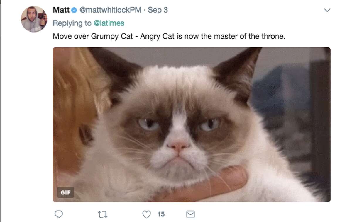 Photo Of Angry Cat In Harvey Floodwaters Sparks Memes Controversy