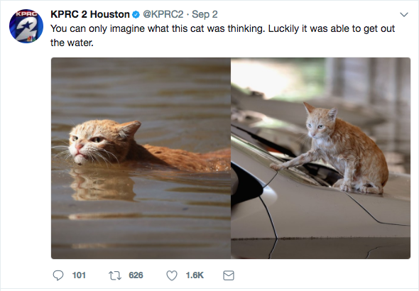 Photo of 'angry' cat in Harvey floodwaters sparks memes, controversy