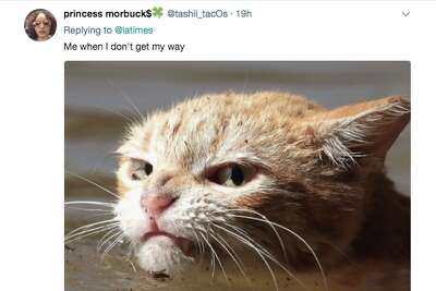 Photo Of Angry Cat In Harvey Floodwaters Sparks Memes Controversy