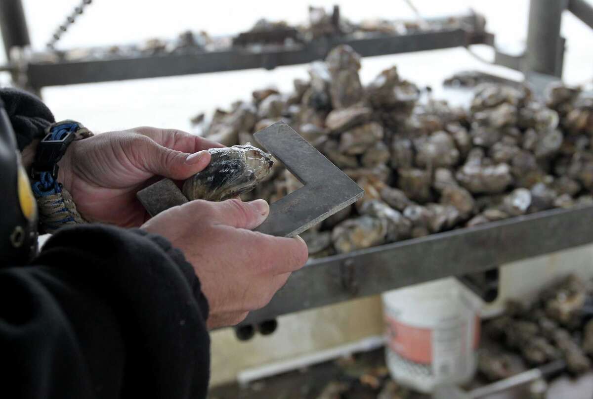 50acre oyster reef build planned in Galveston Bay