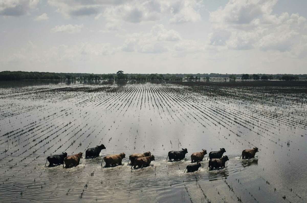 An aerial view of cattle running through floodwaters on ranch land south of Damon on Saturday. About 71 companies have pledged at least $1 million toward Harvey relief efforts.