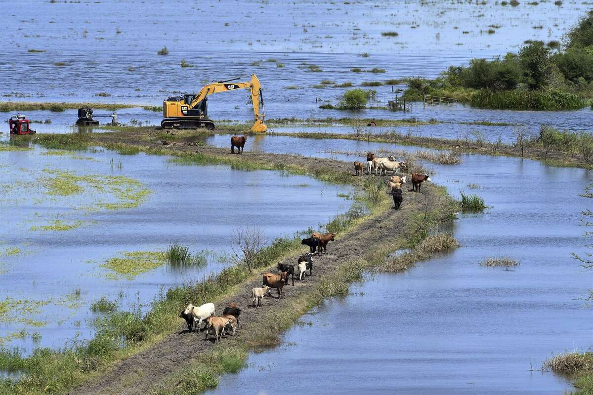 A small herd of cows walk along high ground in the Hamshire area on Monday. Several Chinook helicopters flown by the Michigan Army National Guard dropped bales of hay in the area to feed livestock stranded by Harvey floodwaters.