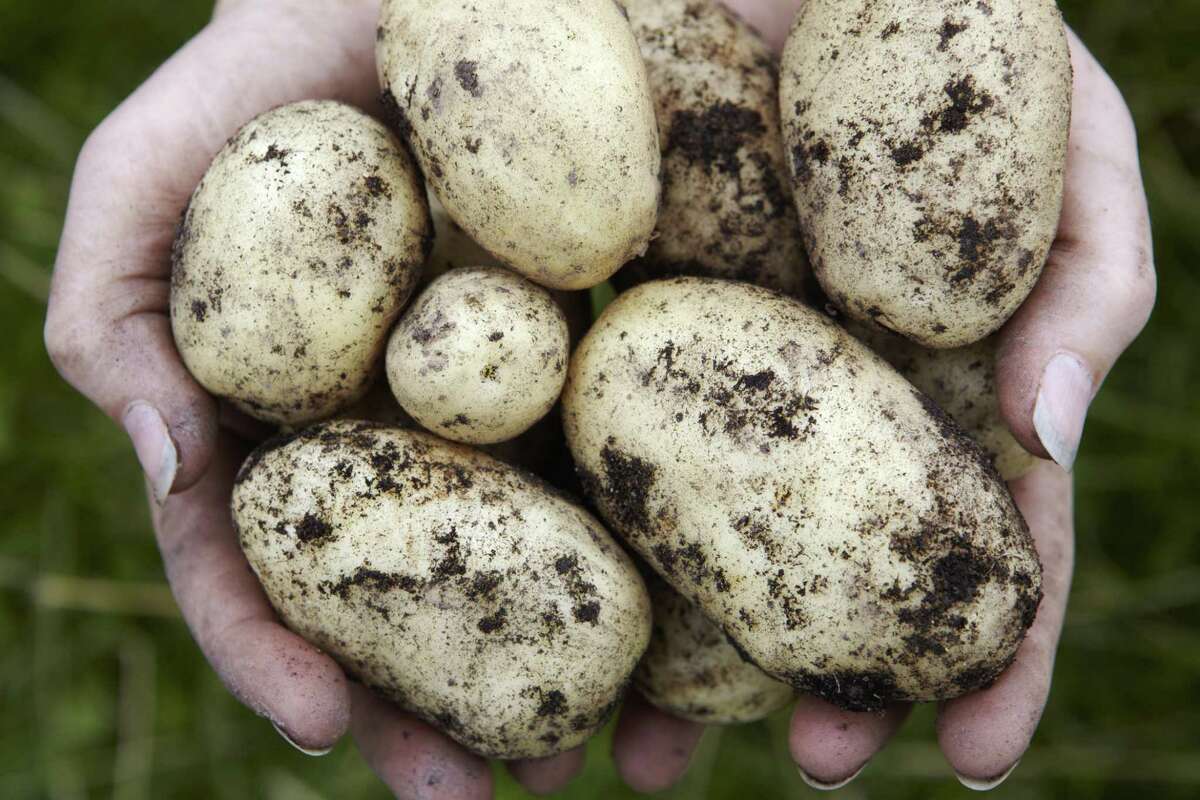 Картофель 12. Grow Potatoes. Growing Potatoes in Soil. Which Countries have problems with growing Potato Seeds.